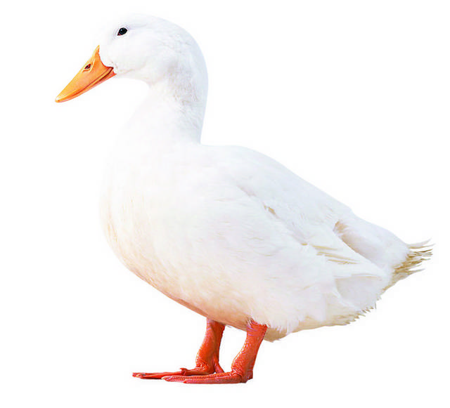 一只白鸭子