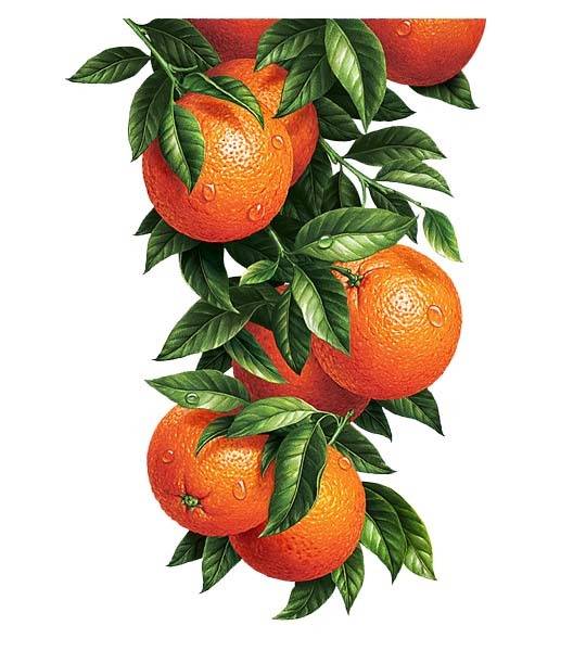 树上的橙子素材