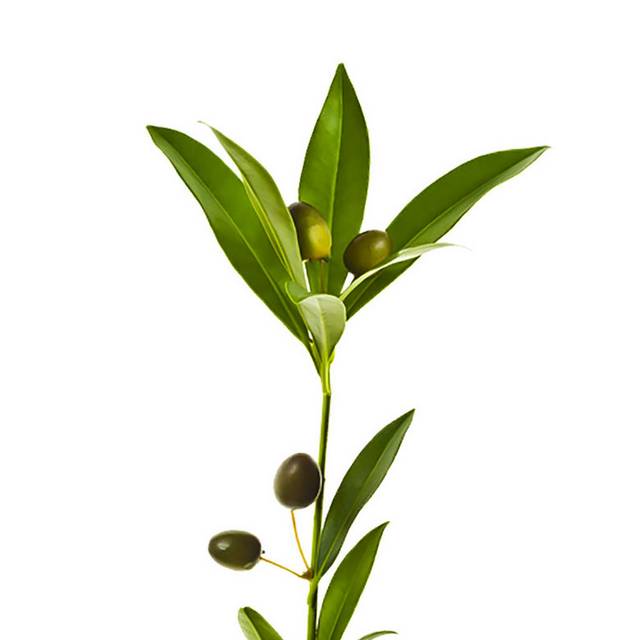 矢量橄榄植物素材