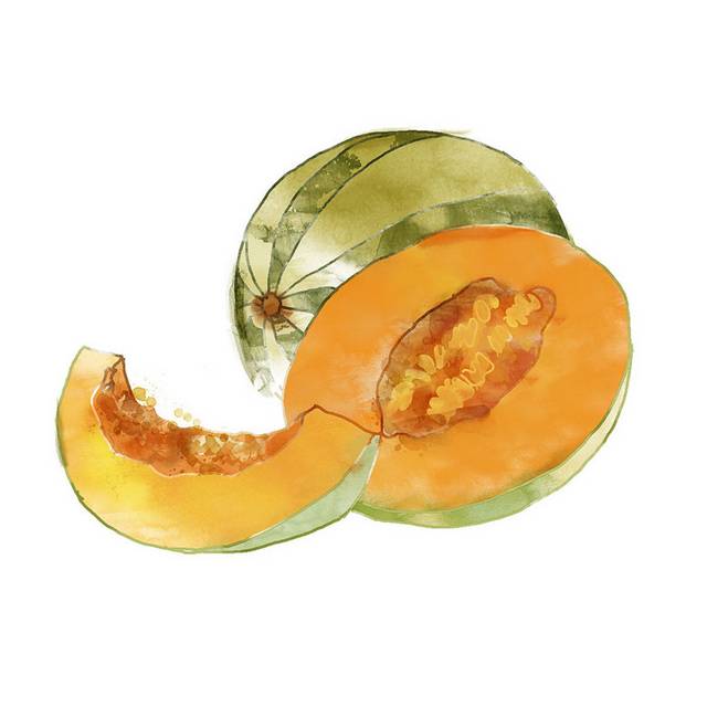 哈密瓜插画素材