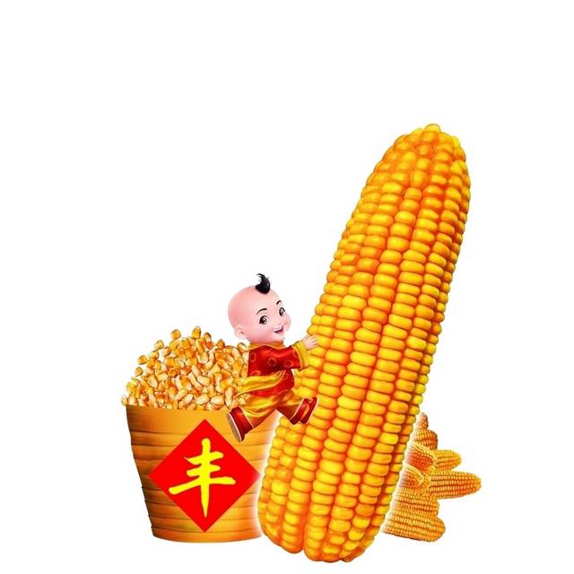 丰收的玉米
