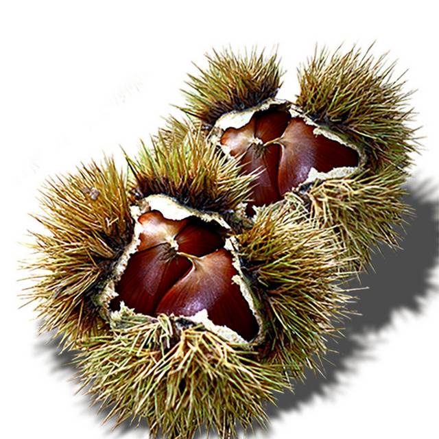 新鲜毛栗子