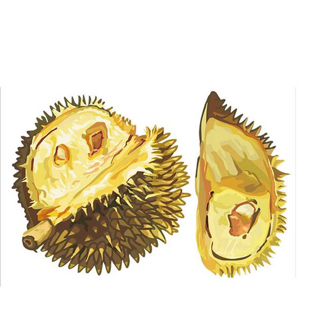 手绘榴莲插画