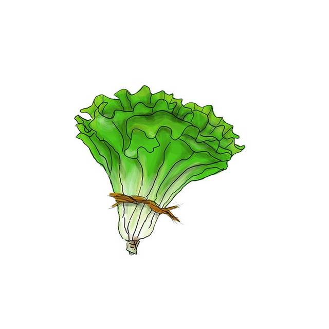 卡通手绘生菜