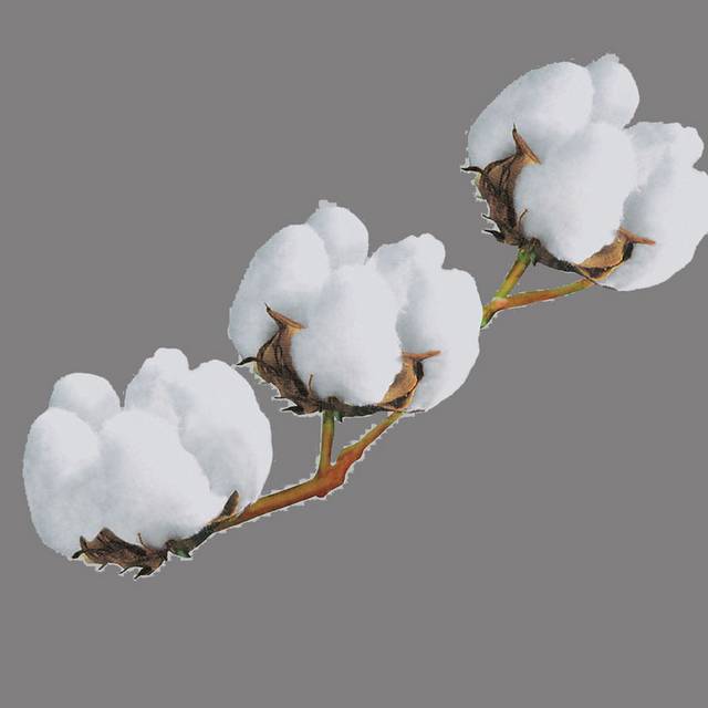 洁白的棉花