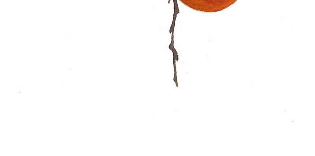 秋天的柿子手绘