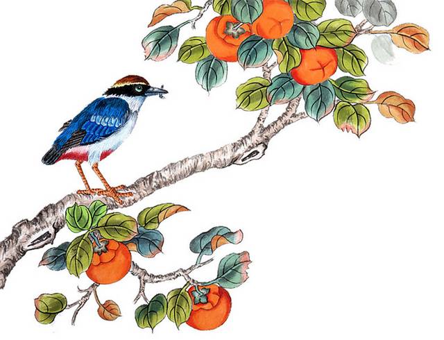 手绘柿子树上的果实和鸟