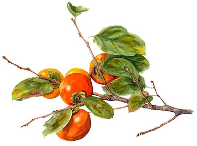手绘柿子树上的果实