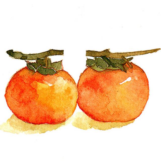 手绘素材两颗柿子