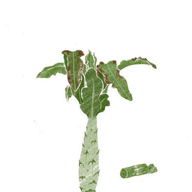 手绘莴笋