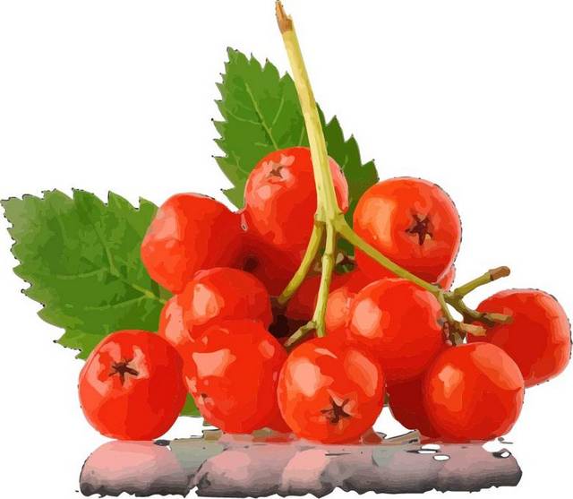 一串蔓越莓
