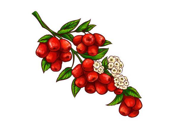 手绘红枣果实和花