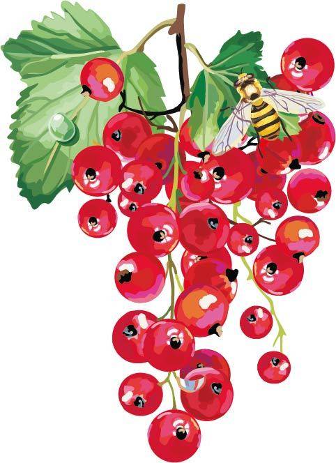 手绘红色的蔓越莓