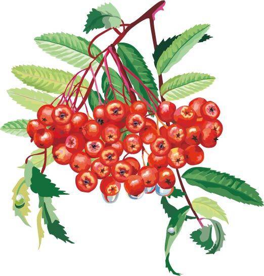 手绘枝头的蔓越莓