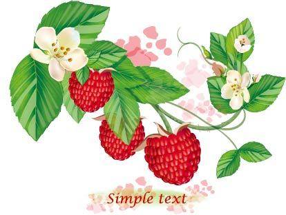 手绘枝头的树莓