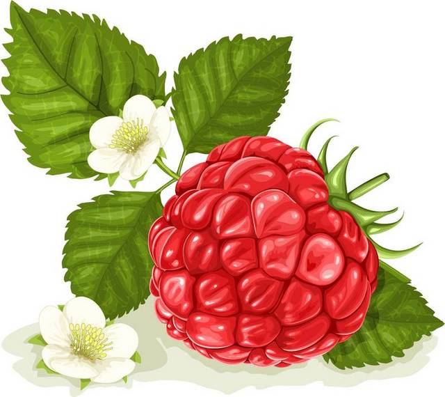 矢量树莓素材