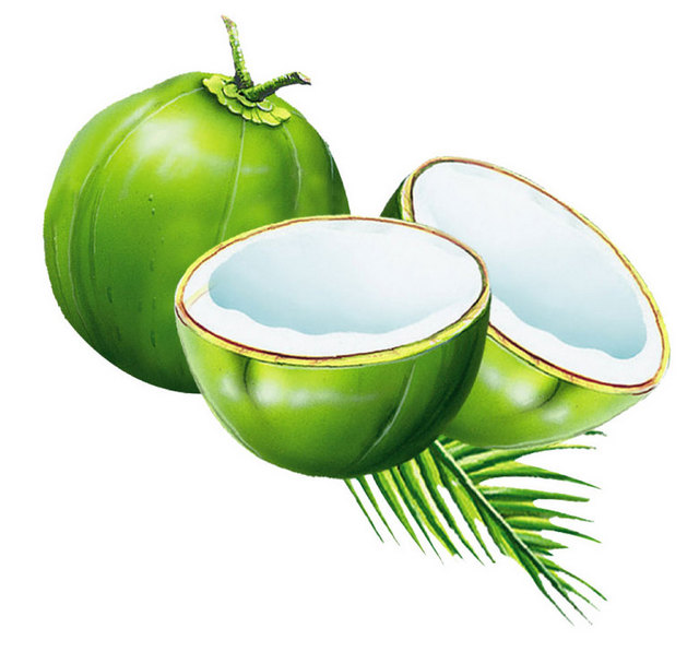 手绘绿色的椰子