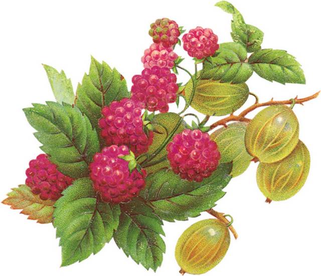 手绘山莓