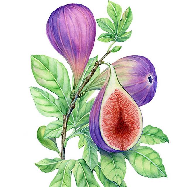 无花果植物插画