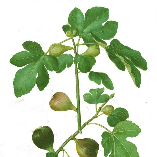 无花果植物素材