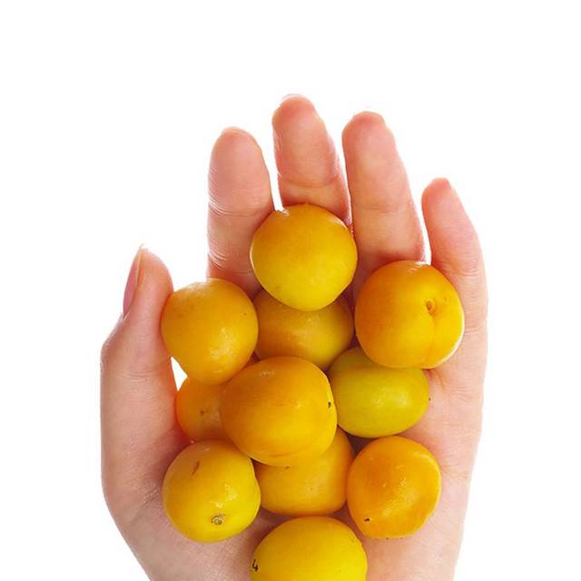 手上的杏子
