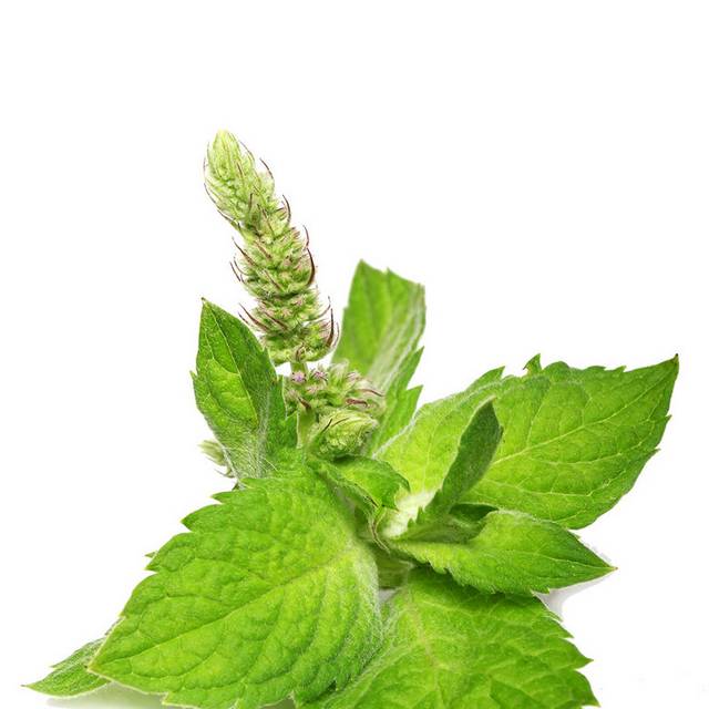 薄荷图片素材