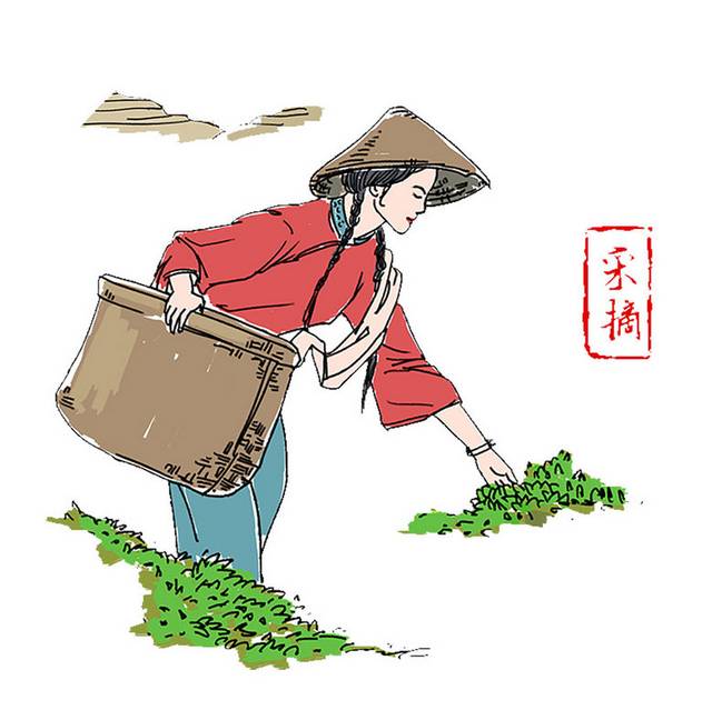 采摘茶叶素材