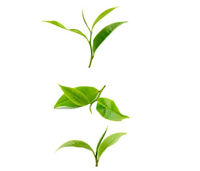 绿色茶叶设计元素