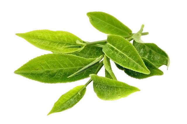 一簇茶叶素材