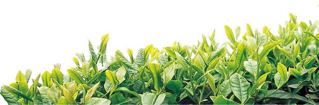 一片茶树素材