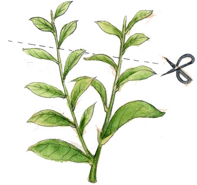 手绘茶叶植物素材