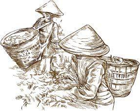 素描采茶素材