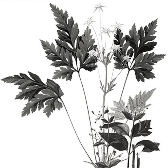 黑白黄连植物素材