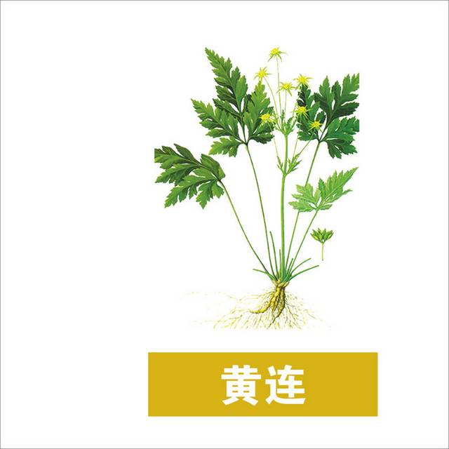 黄连植物