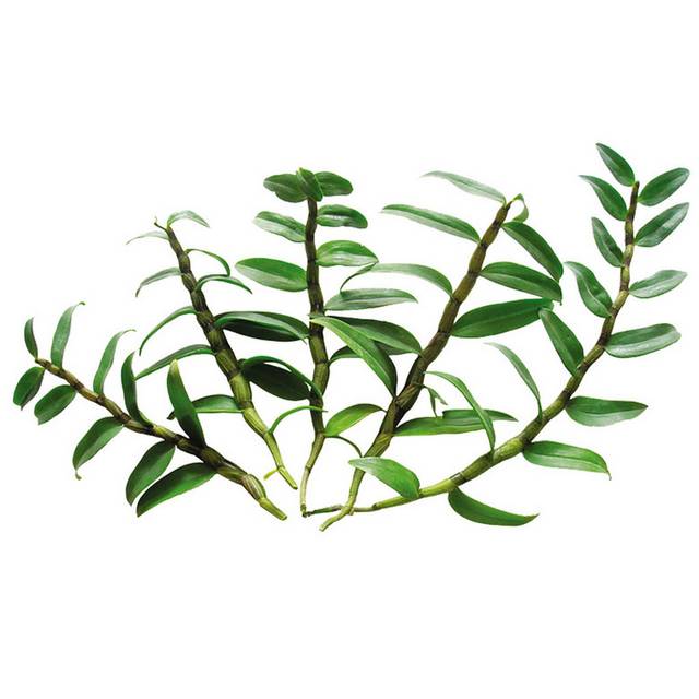 绿色铁皮石斛植物素材
