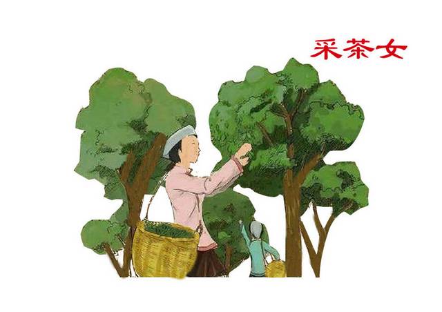 茶叶插画素材