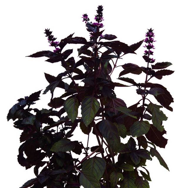 紫苏植物
