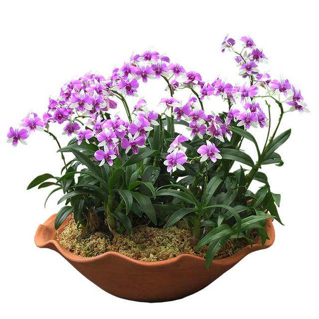紫色小花盆栽素材