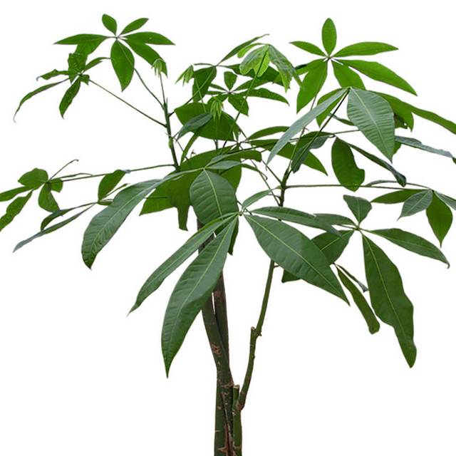 绿色盆栽小树发财树植物