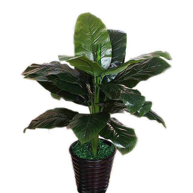 大叶子盆栽植物素材