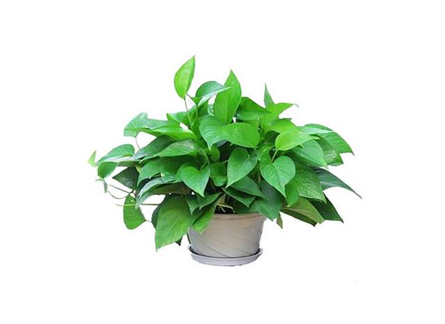 绿色盆栽植物png素材