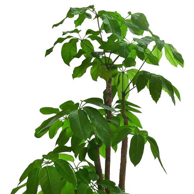 绿色树木植物素材
