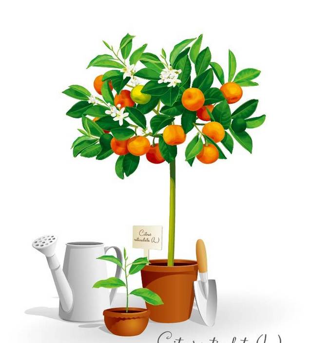 盆栽橘子素材