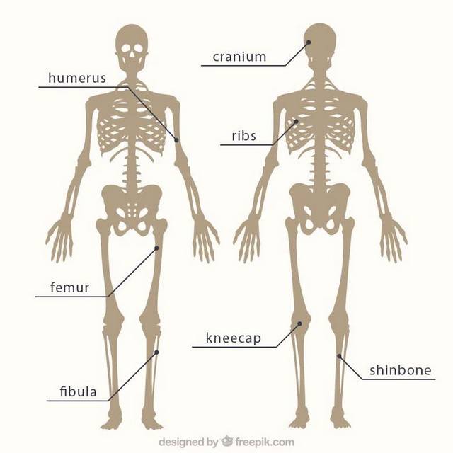 骨架骷髅矢量素材