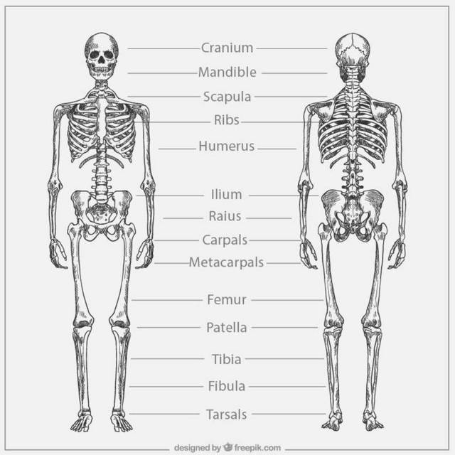 骷髅骨架