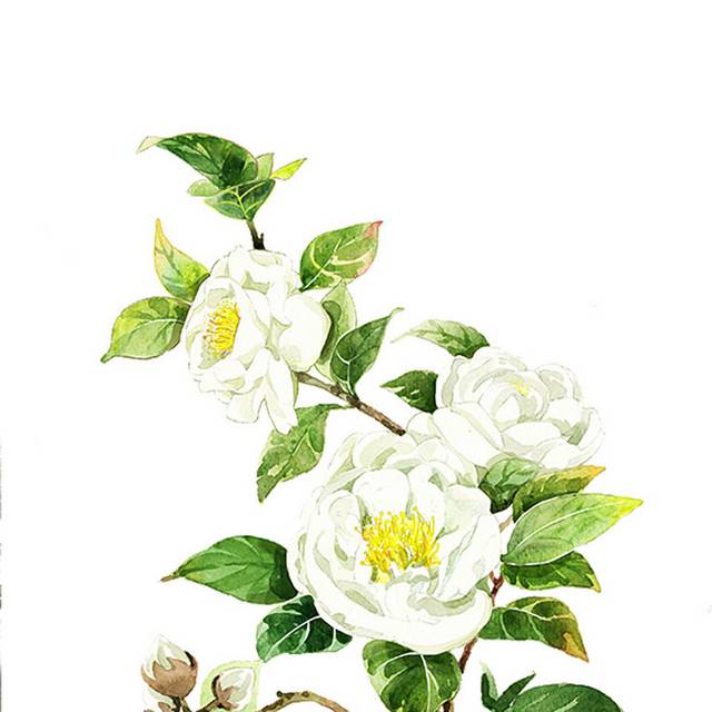 白色手绘精致花朵