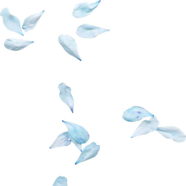 淡蓝色手绘花瓣