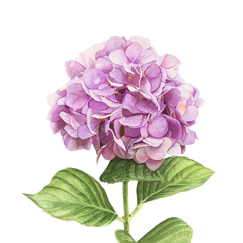 水彩紫色花素材 图品汇 水彩紫色花素材 图品汇