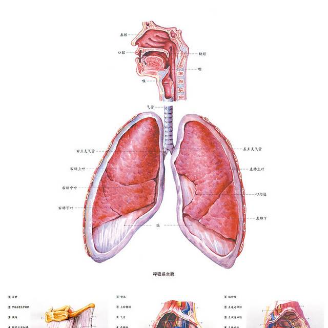 肺解剖图素材