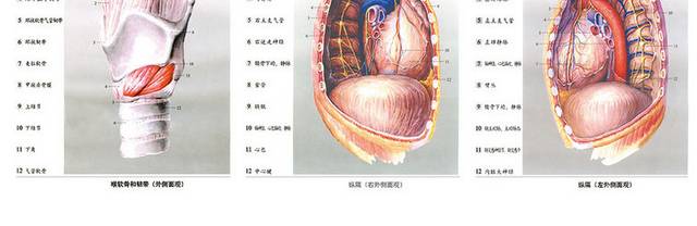 肺解剖图素材